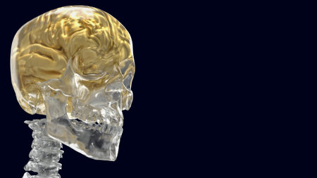 The human skeleton is the internal framework of the body, composed of bones and cartilage. It serves...