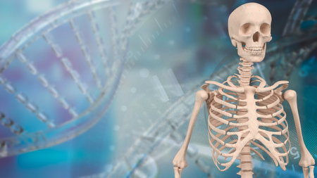 The human skeleton is the internal framework of the body, composed of bones and cartilage. It serves multiple vital functions, including support, movement, protection.の写真素材