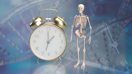 Skeleton and alarm clock for sci or medical concept 3d rendering.の写真素材
