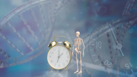 Skeleton and alarm clock for sci or medical concept 3d rendering.の写真素材