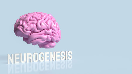 Neurogenesis is the process by which new neurons (nerve cells) are formed in the brain. This process...