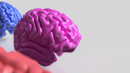 The brain is the central organ of the human nervous system and is responsible for controlling most...
