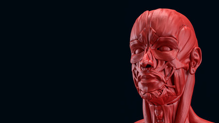 Human anatomy for medical or education concept 3d rendering.