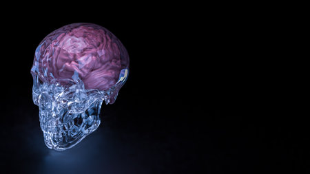 Crystal Skull and Brain for sci or medical concept 3d Rendering.の写真素材