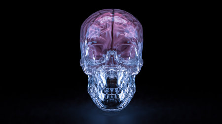 Crystal Skull and Brain for sci or medical concept 3d Rendering.の写真素材