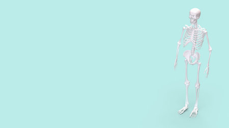 Skeleton on Blue Background for education or sci concept 3d rendering.