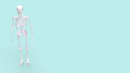 Skeleton on Blue Background for education or sci concept 3d rendering.