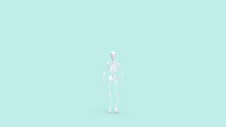 Skelton on Blue Background for education or sci concept 3d rendering.