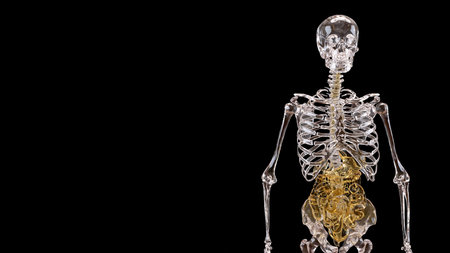 Skeleton and Viscera for Sci and medical concept 3d Rendering.