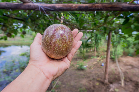 A ripe passion fruit, showcasing its vibrant purple and green hues, held in a hand against a...