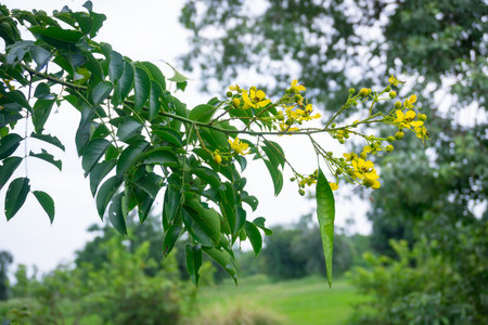 A branch of Senna garrettiana, showcasing its vibrant yellow flowers and lush green leaves against a...