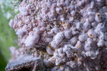 A symbiotic relationship: Tiny mealybugs and sugar ants coexist, each benefiting from the other.の写真素材