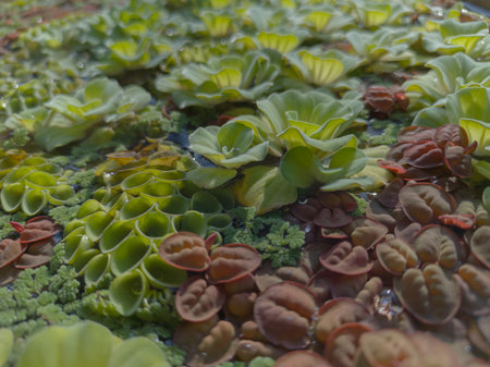Cluster of small floating aquatic plants including water lettuce and red root floaters. Perfect for nature, ecology, and biodiversity themes.の写真素材