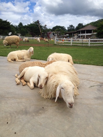 Sheeps sleeping at the farmの素材