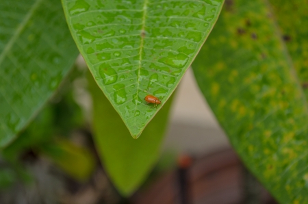 red cotton bug on the leaf after rainの写真素材