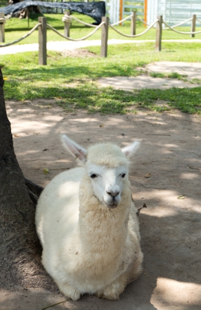 alpaca is relaxing の写真素材