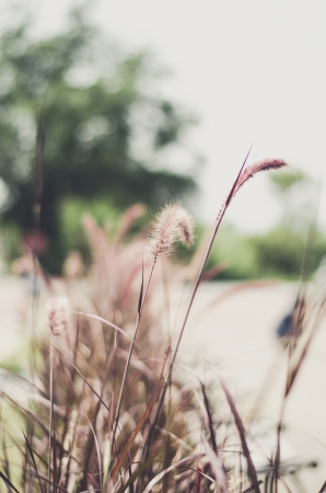 Poaceae vintage style の写真素材