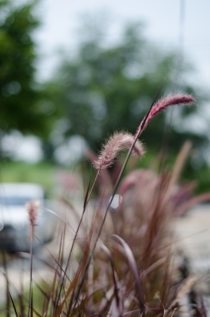 close up Poaceae の写真素材