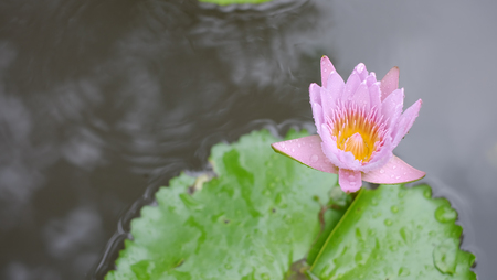 Pink lotus flower blooming  pond lily flower  の写真素材