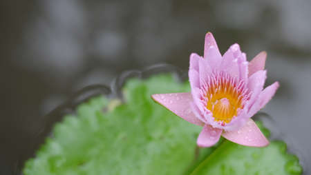 Pink lotus flower blooming  pond lily flower  の写真素材