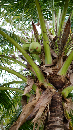 coconut treeの写真素材