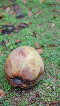 coconut fruitの写真素材