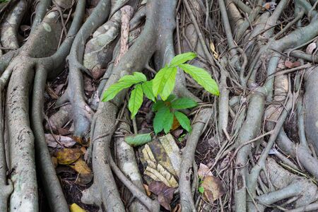  tiny tree on the old tree root 	tiny tree on the old tree root の写真素材