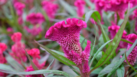 Plumed cockscomb flower, closeup 