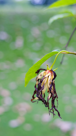  old Ylang-Ylang flower on tree, for the manufacture of essential 	old Ylang-Ylang flower on tree, for the manufacture of essential の写真素材