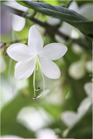 Close up white lovely flower Clerodendrum wallichii, Clerodendrum nutans,Bridal veil の写真素材