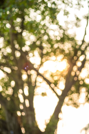 Defocused view of tree on the sunset time and bokehの写真素材