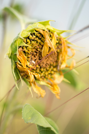 dried sunflower in the fieldの写真素材