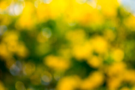 Abstract of blur yellow flower tree bokeh backgroundの写真素材