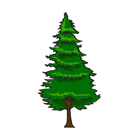 Pine Tree in cartoon style isolated on white backgroundのイラスト素材