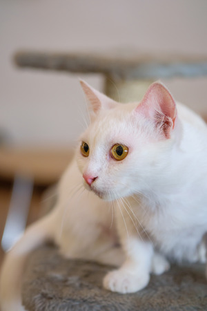 Portrait of white Cat staringの写真素材