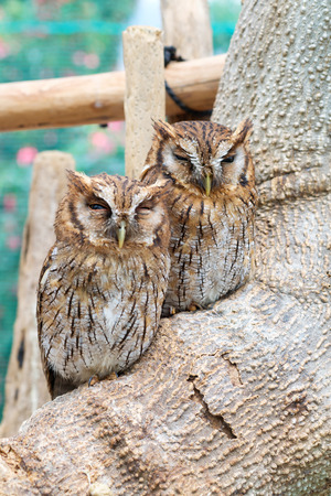 Wild owl on the treeの写真素材