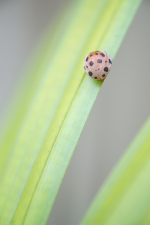 ladybug on green grassの写真素材