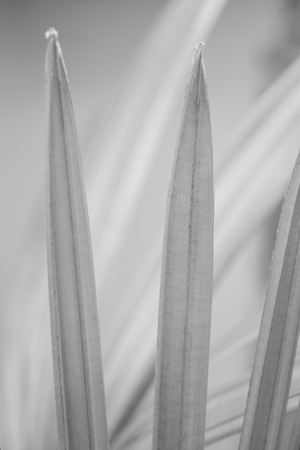 Abstract green leave background in black and whiteの写真素材