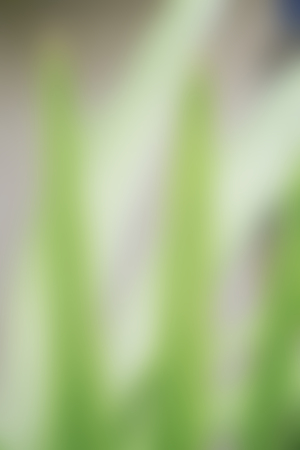 Abstract green backgroundの写真素材