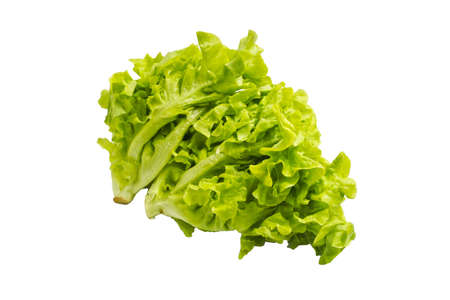 Fresh harvested green oak on white background.の写真素材