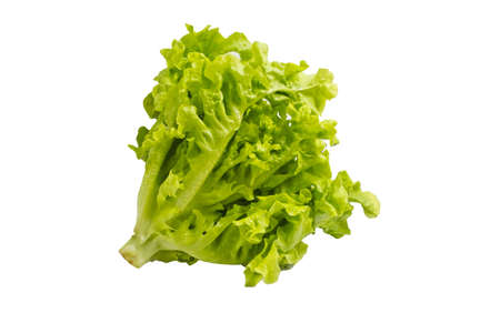 Closeup green oak or lettuce isolate on white background.の写真素材