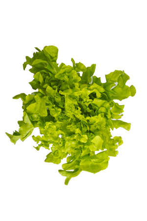 Green oak or lettuce for cooking salads top view on white background.の写真素材