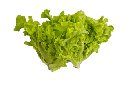 Two green oak on white background.の写真素材