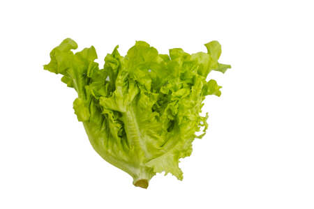 Green oak closeup top view on white background.の写真素材