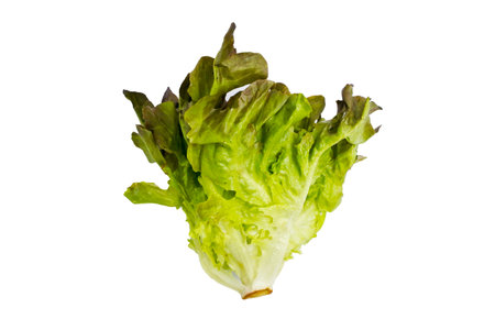 Red oak salad closeup on white background.の写真素材