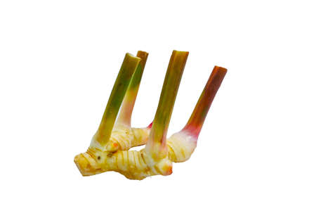 Fresh Galangal closeup on white background.の写真素材