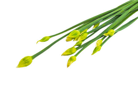 Chinese chives group on white background.の写真素材