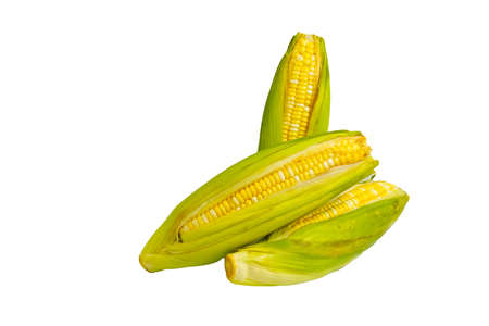Fresh ripe sweet corn with copy space on white background.の写真素材