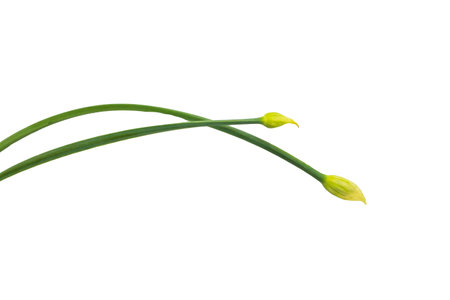 Chinese chives closeup on white background.の写真素材