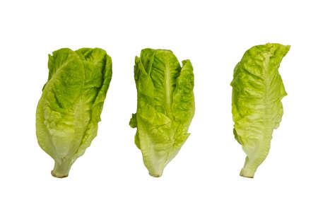 Great baby cos compared size and shape on white background.の写真素材